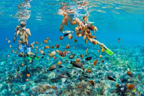 Nassau: Pływaj z żółwiami 4-godzinna wycieczka łodzią po wyspie RoseWycieczka grupowa