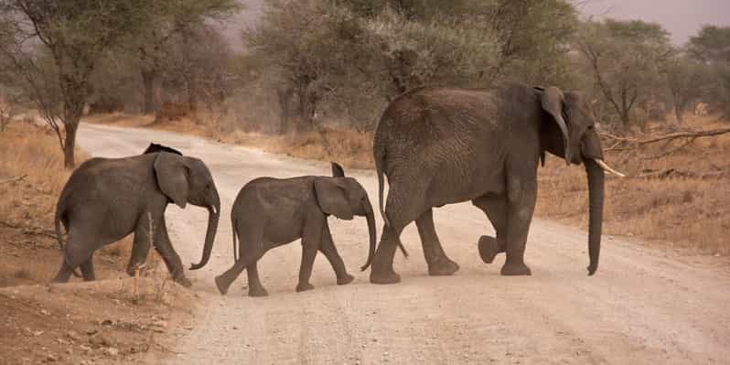 From Durban: Exclusive Big 5 Safari with Transfer