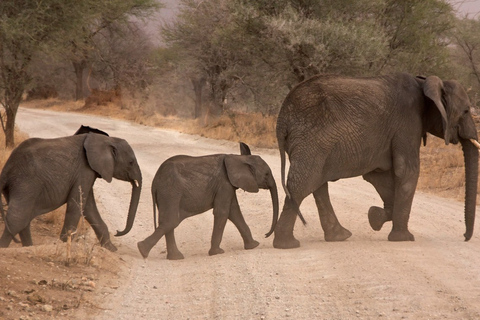 From Durban: Exclusive Big 5 Safari with Transfer