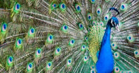 Alabama, Gulf Shores/Orange Beach Pass multi-attractions - Hizvo