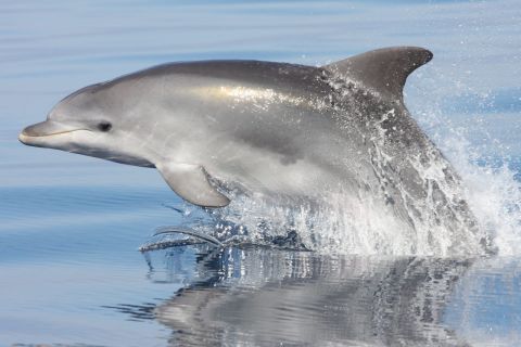 Golfo Aranci: Ekologiczna wycieczka łodzią z obserwacją delfinów