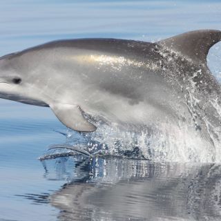 Golfo Aranci : observation écologique des dauphins en bateau