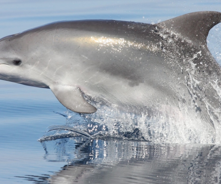 Golfo Aranci: Excursión en barco para observar a los delfines de forma ecológica