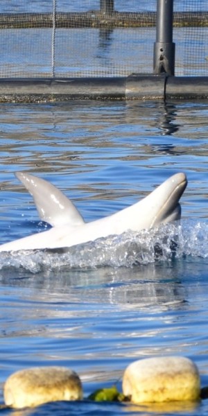 Golfo Aranci, Eco-Friendly Dolphin Watching Boat Trip - Housity