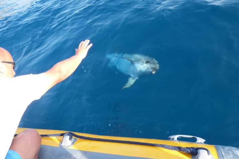 Golfo Aranci Båttur För Delfinskådning Och Snorkling Getyourguide