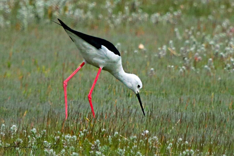 Oiseaux et jardins du Cap. Visite privée.Les fêtes et les fêtes de fin d&#039;année de Kapstadens. Guide suédois