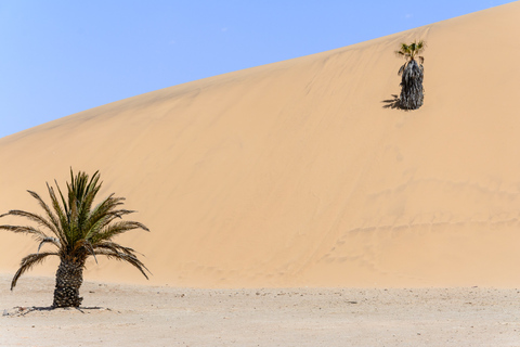 Taghazout: visita guiada a la experiencia de las dunas de arena con almuerzoExperiencia en las dunas de arena de Taghazout