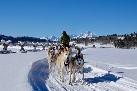 Jackson Hole : Excursion en traîneau à chiens avec chocolat chaudDe Moran : Tour en traîneau à chiens avec chocolat chaud