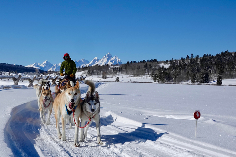 Jackson Hole : Excursion en traîneau à chiens avec chocolat chaudDe Moran : Tour en traîneau à chiens avec chocolat chaud