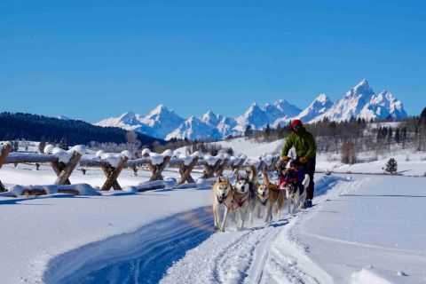 Dogsledding Tour with Sleigh Ride