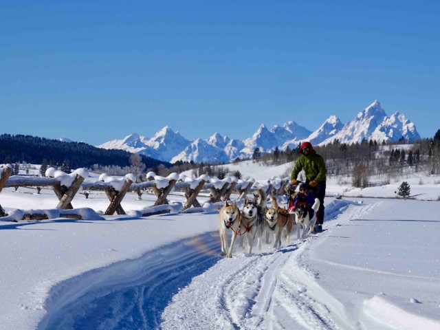 Visit Jackson Hole Dogsledding Tour with Hot Chocolate in Colter Bay Village, Wyoming