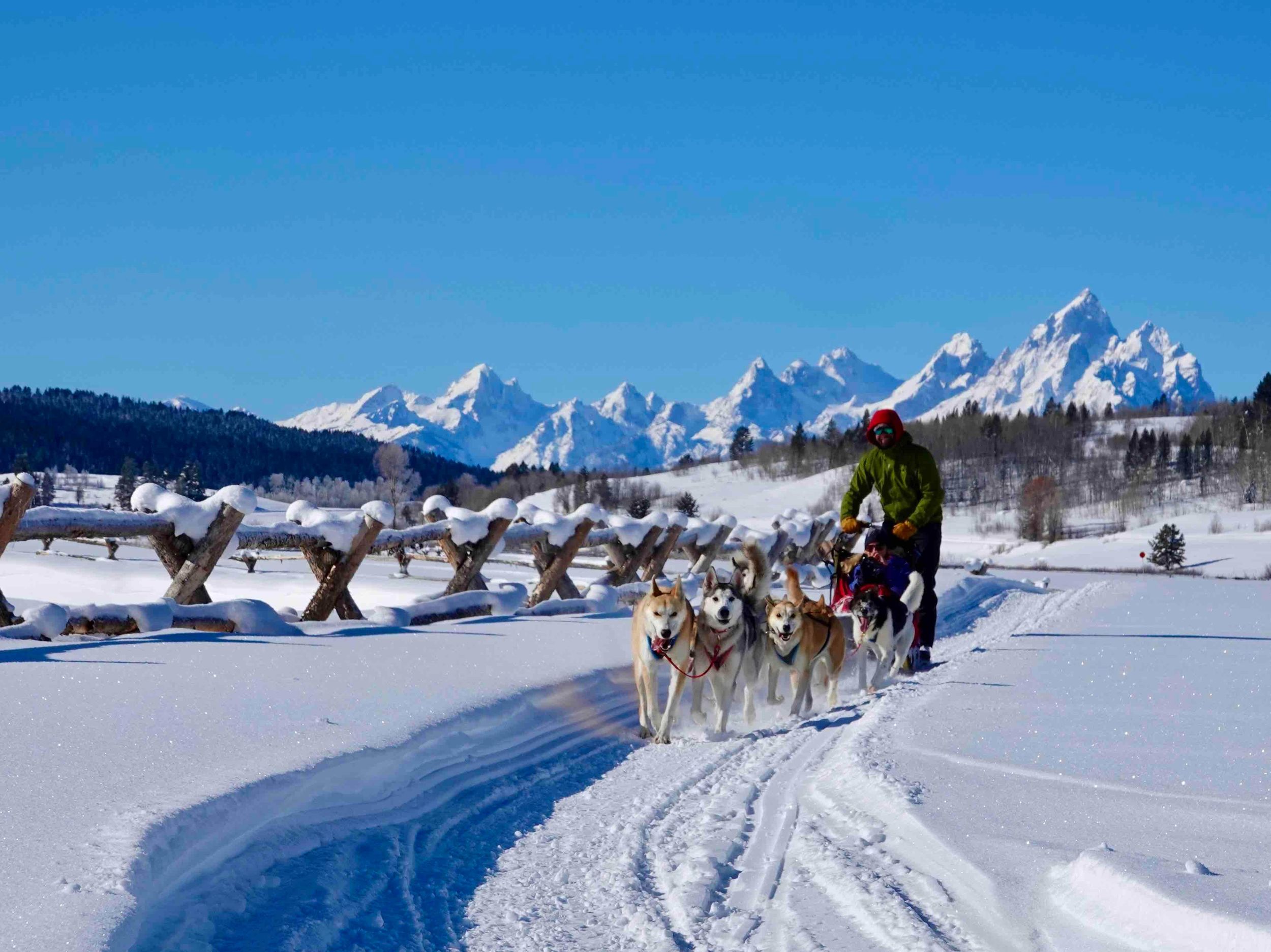 Jackson Hole: Hundeschlittenfahrt mit heißer Schokolade