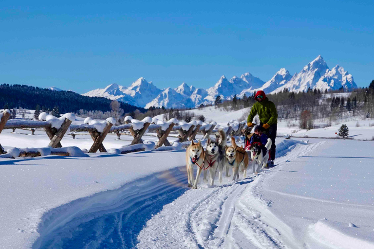 Jackson Hole : Excursion en traîneau à chiens avec chocolat chaudDe Moran : Tour en traîneau à chiens avec chocolat chaud
