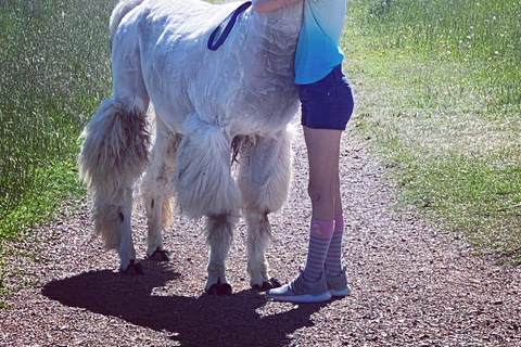 Denver: Llama Hike in the Rocky Mountains