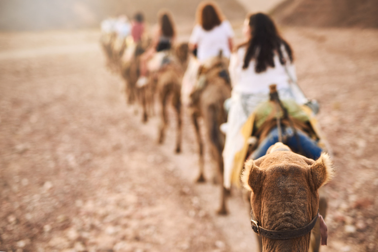 Agadir: Passeio de camelo com opção de chá e jantar com churrascoDe Agadir com jantar