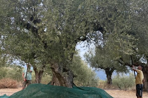 Olivenöl-Erlebnis in Kalamata: Die Kunst des griechischen GoldesOlivenöl-Erlebnis in Kalamata: die Kunst des griechischen Goldes