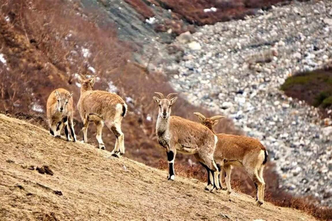 Pokhara: Dhorpatan 2-Day Jeep Tour with lady Guide Pokhara: Dhorpatan 2-Day sharing jeep Tour with lady Guide