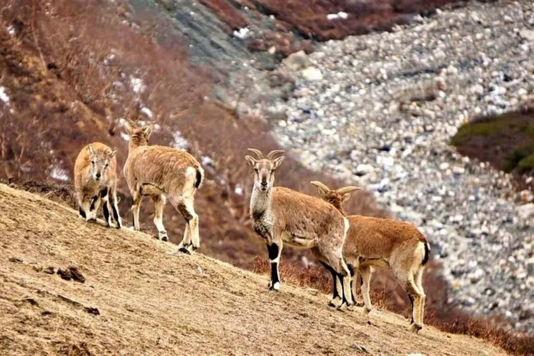 Pokhara: Dhorpatan 2-Day Jeep Tour with lady Guide Pokhara: Dhorpatan 2-Day sharing jeep Tour with lady Guide