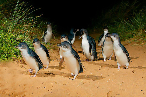 Isla Phillip: Crucero con focas, desfile de pingüinos y koalas