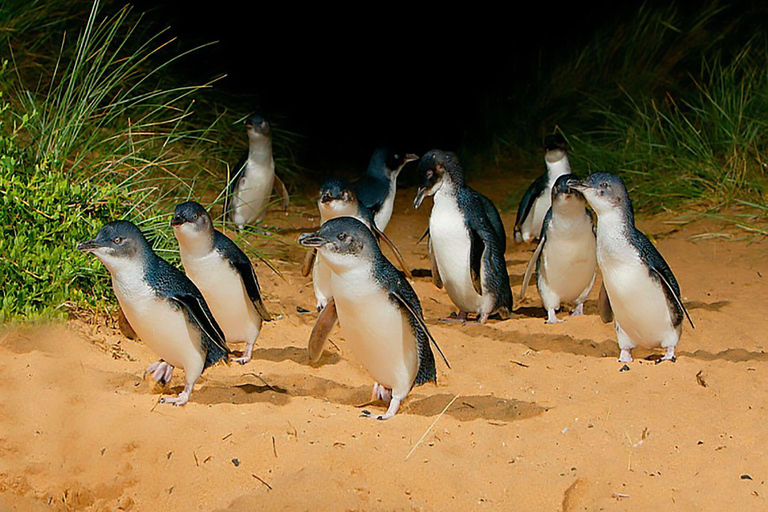 Phillip Island : Croisière pour les phoques, parade des pingouins et koalas