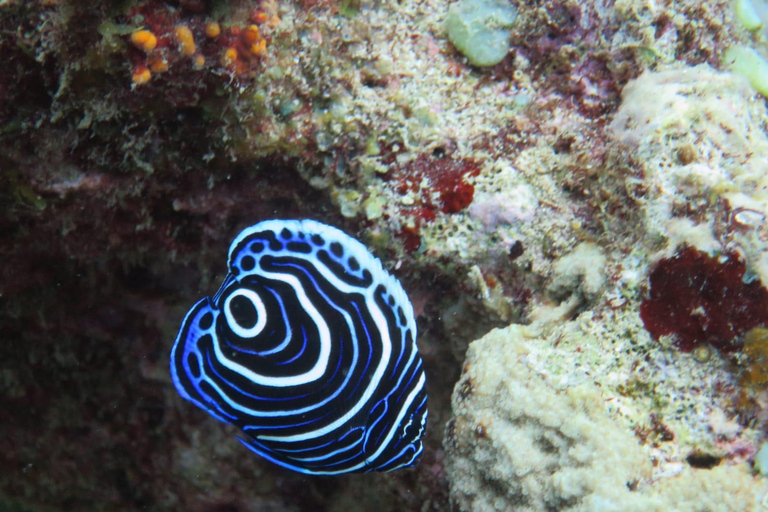 Mauricio: aventura de buceo de 3 horas en la costa esteMauricio: aventura de buceo de 3 horas en la costa oeste