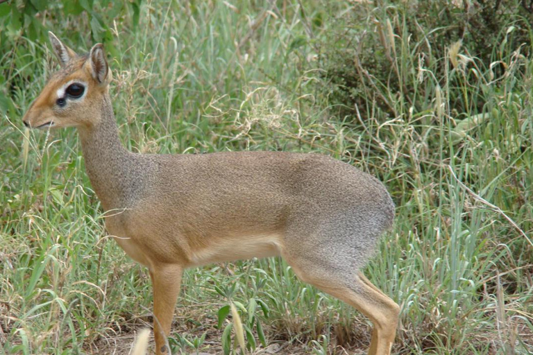 Private Day Tour to Lake Baringo from Nairobi