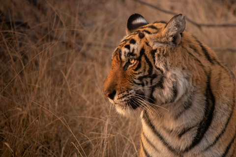 Delhi : 2 jours d&#039;aventure dans le safari Jim Corbett