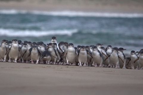 Île Phillip : Visite d&#039;une jounée : pingouins et faune sauvagePhillip Island : visite des pingouins et de la faune sauvage