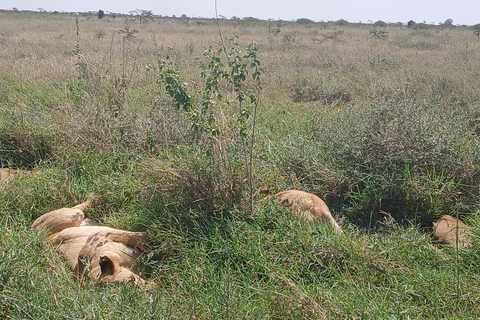 Halve dagtour door het Nairobi National ParkHalve dagtour naar het Nairobi National Park