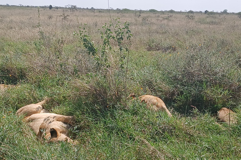 Halve dagtour door het Nairobi National ParkHalve dagtour naar het Nairobi National Park