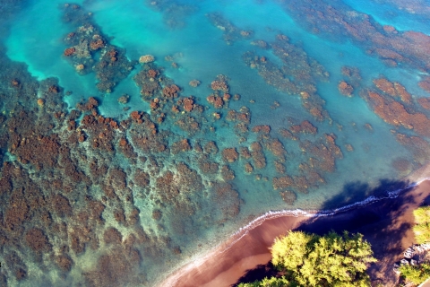 Olowalu: tour guiado sobre arrecifes en kayak transparente
