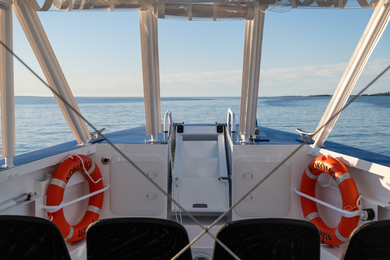 Main Beach: Whale Watching Cruise on the Gold Coast