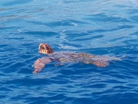 Zakynthos, Crucero de observación de tortugas en un barco de cristal y fondo - Hizvo