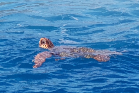 Zakynthos: Schildkröten-Spotting auf einem Glasbodenboot