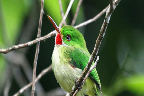 Montego Bay: excursion privée dans le sanctuaire d'oiseaux de Rocklands