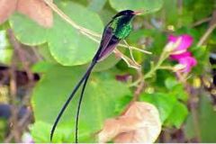 Birdwatching | Rocklands Bird Sanctuary things to do in Montego Bay