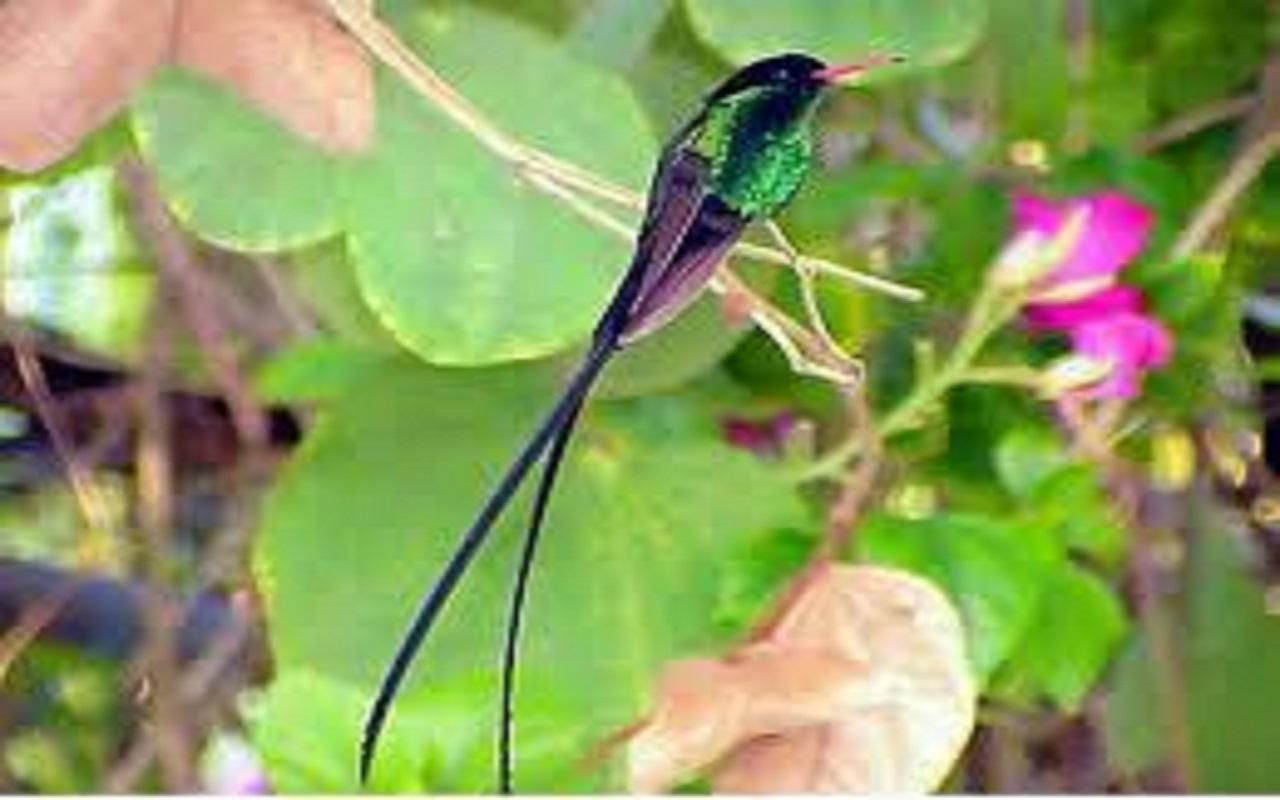 Montego Bay: Privater Ausflug zum Vogelschutzgebiet Rocklands
