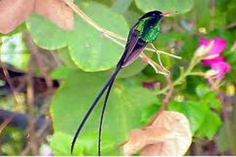 Montego Bay: excursion privée dans le sanctuaire d'oiseaux de Rocklands