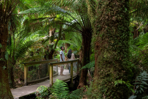 Melbourne: Utflykt till Great Ocean Road och regnskog