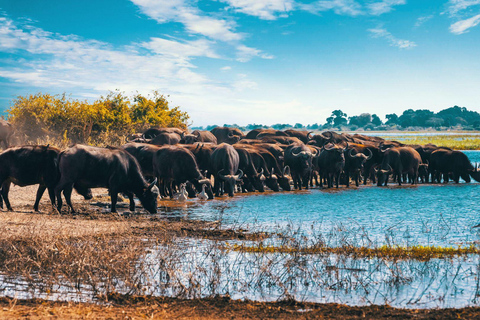 Excursion d&#039;une journée à couper le souffle dans le parc national du lac Manyara