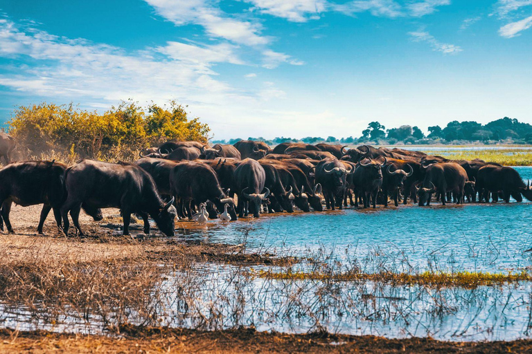 Zapierająca dech w piersiach jednodniowa wycieczka do Parku Narodowego Lake Manyara