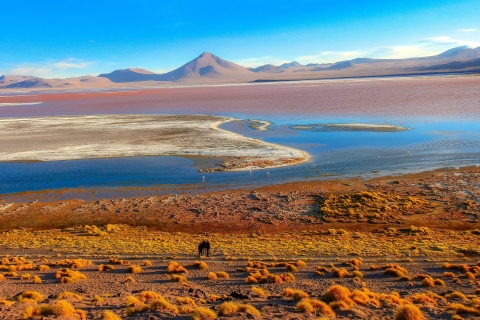 Van La Paz: 5-daagse Uyuni en Red Lagoon Tour met busrit