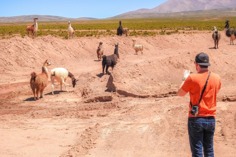 De La Paz: visite de 5 jours d'Uyuni et du lagon rouge avec trajet en bus