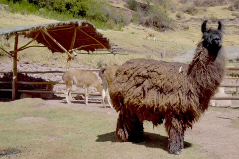 Cusco: Alpaca en Llama boerderij tour met transfer &amp; weefdemonstratie