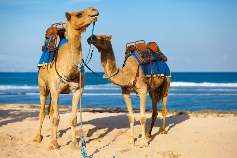 Taghazout: Guided Sunset Camel Ride on the Beach From Agadir: Flamingo River Camel Ride with BBQ and Tea