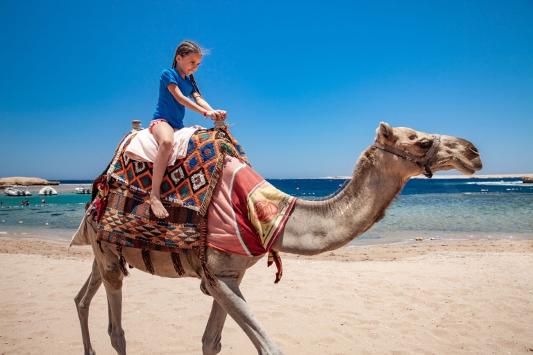 Taghazout: Guided Sunset Camel Ride on the Beach From Agadir: Flamingo River Camel Ride with BBQ and Tea