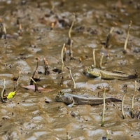 Khao Lak, Little Amazon Canoe Ride & Tam Nang Waterfall Tour - Housity