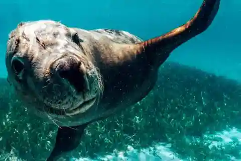 Rockingham: 3 Island Wildlife Snorkeling Cruise with Lunch