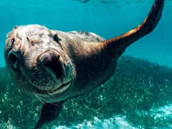 Rockingham: Cruzeiro de mergulho com snorkel em 3 ilhas com vida selvagem e almoço