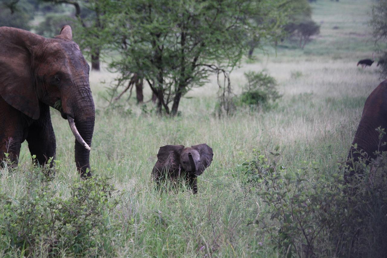 Safari clásico de 2 días al Parque Nacional de Mikumi desde Dar-es-Salaam